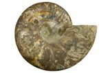 Cut & Polished Ammonite Fossil (Half) - Madagascar #317858-1